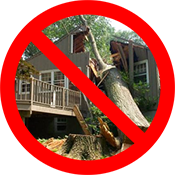 prevent fallen trees on your house