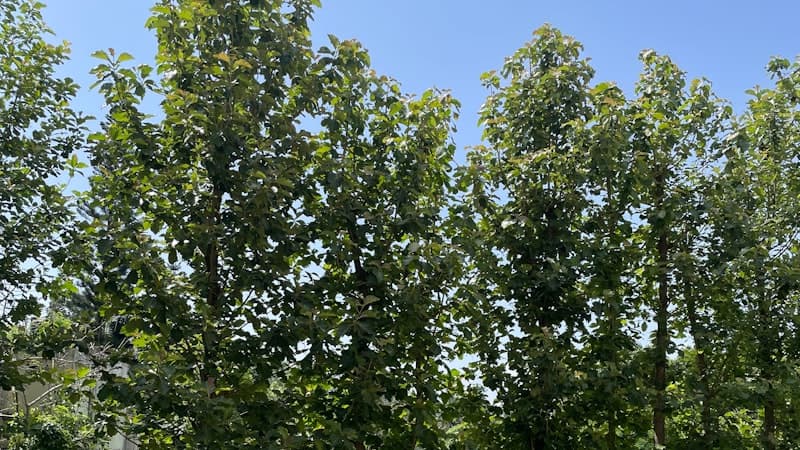 Best Shade Trees for Minnesota