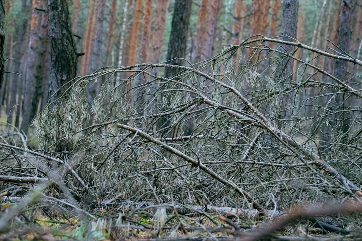 Brush Pile Removal: DIY vs Professional