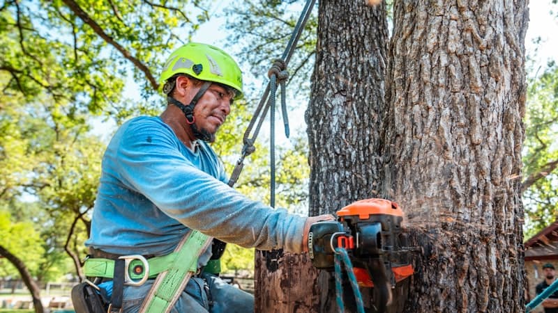 DIY vs Professional Tree Trimming