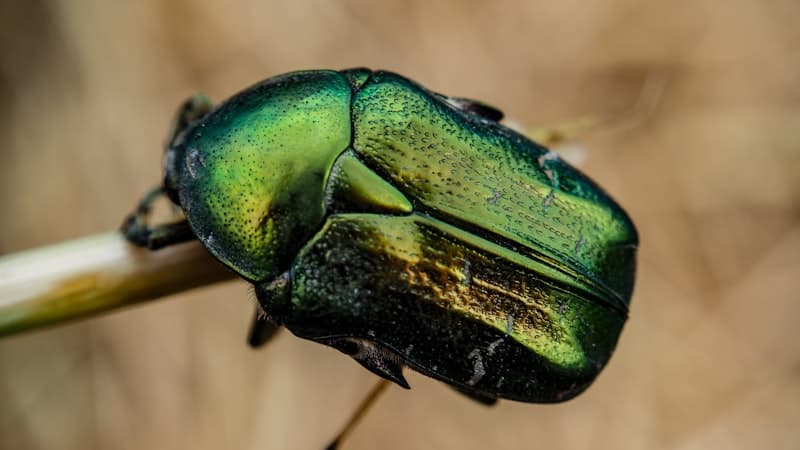 Emerald Ash Borer in Minnesota