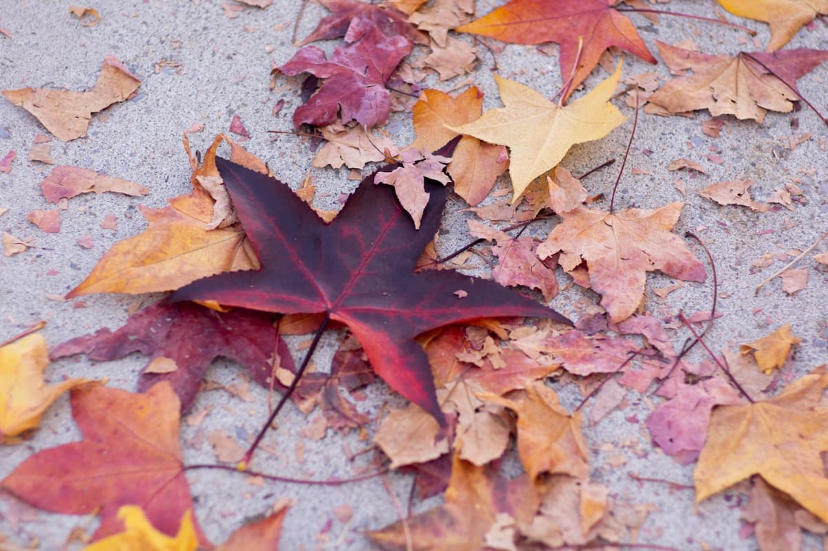 Fall Tree Planting Guide for Minnesota