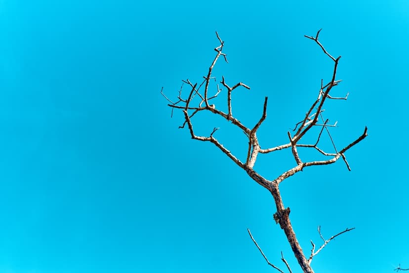 How to Tell If a Tree Is Dead or Dying