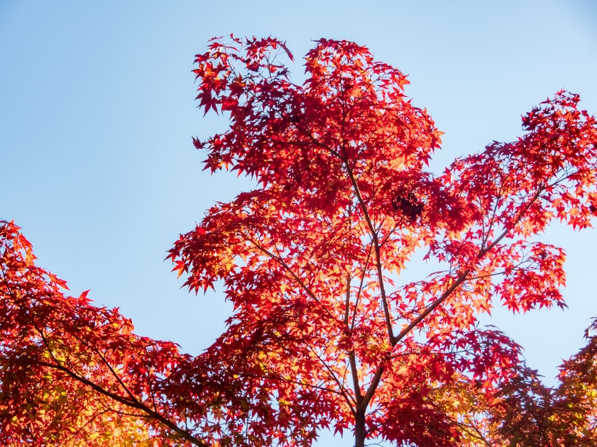Caring for Maple Trees in Minnesota