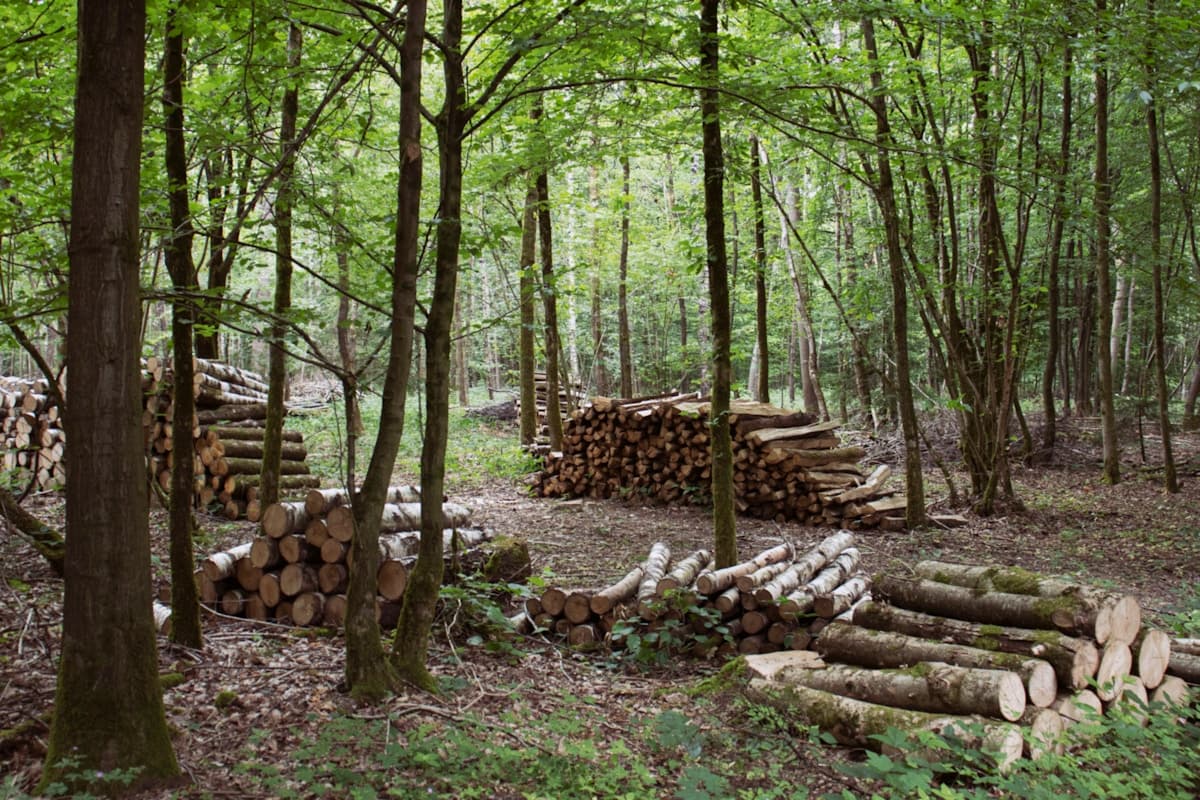 The Complete Guide to Mulching Around Trees