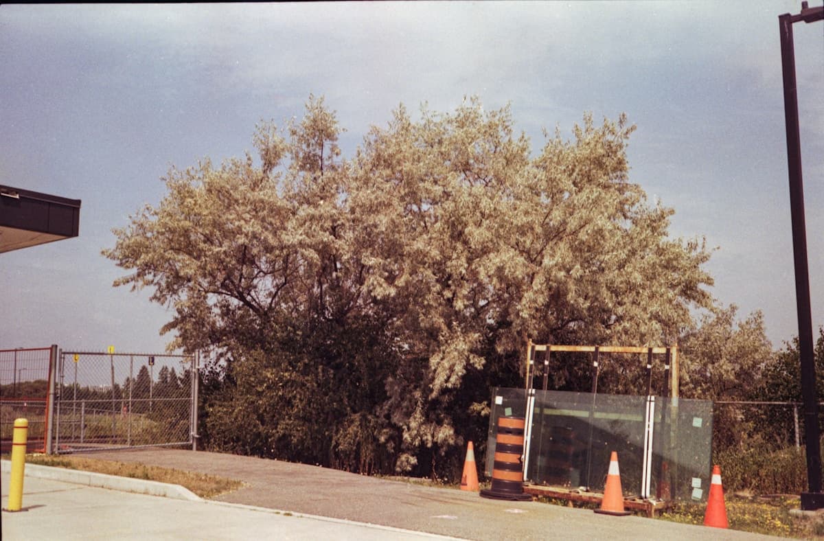 Protecting Trees During Construction