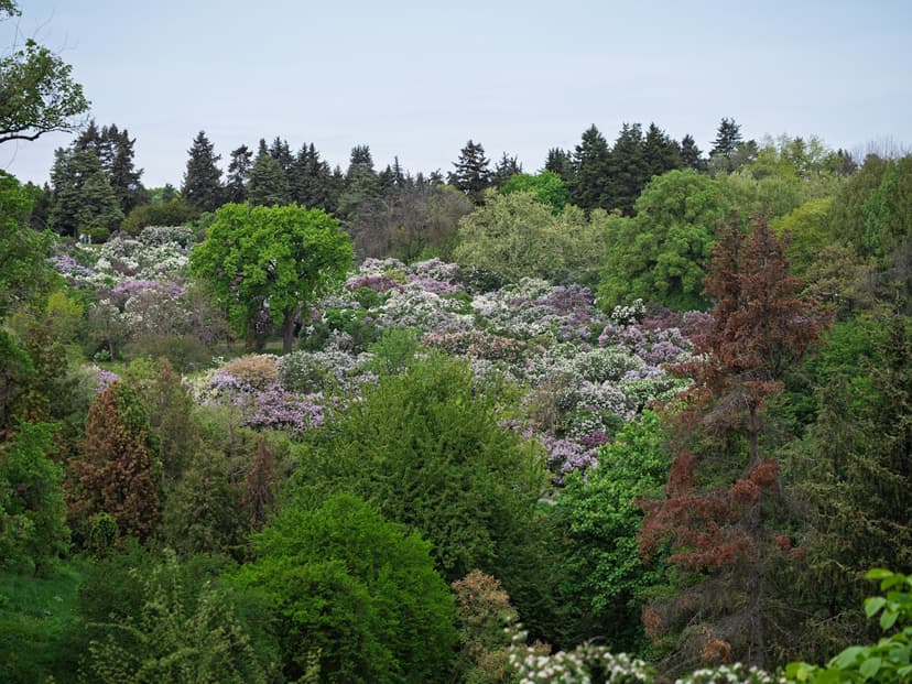 Spring Tree Care Checklist for Minnesota