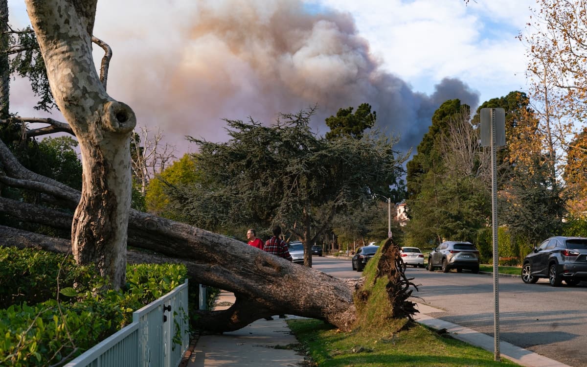 Prepare Your Trees for Summer Storms