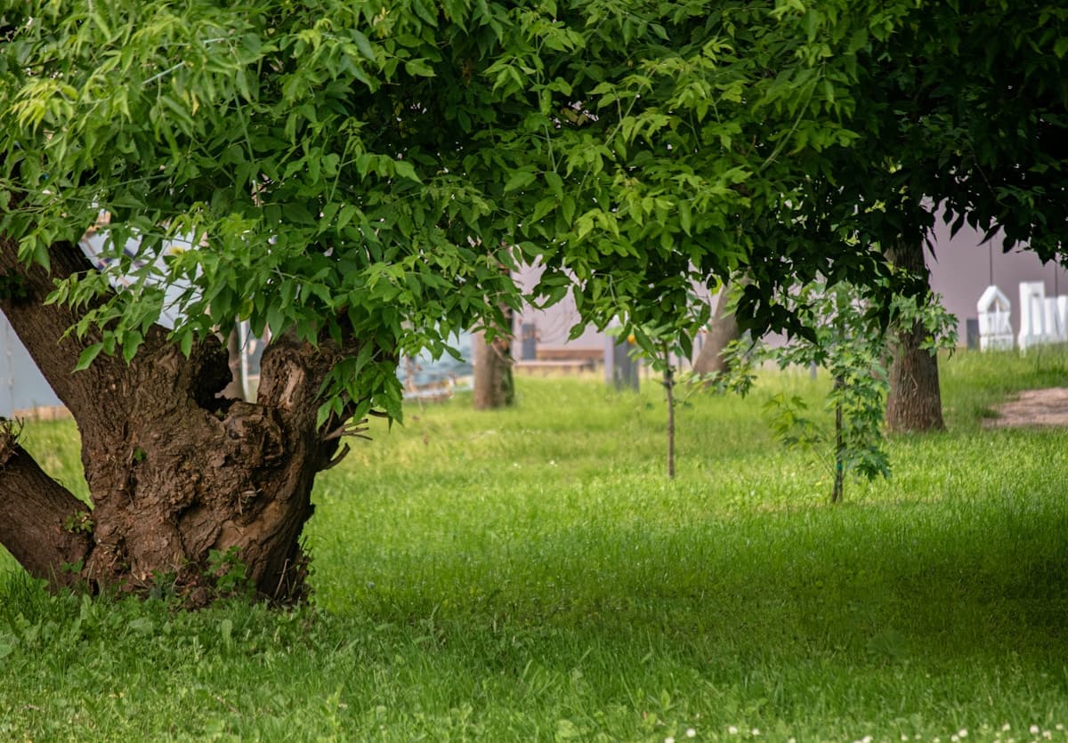 Tree Cabling and Bracing: When Is It Needed?