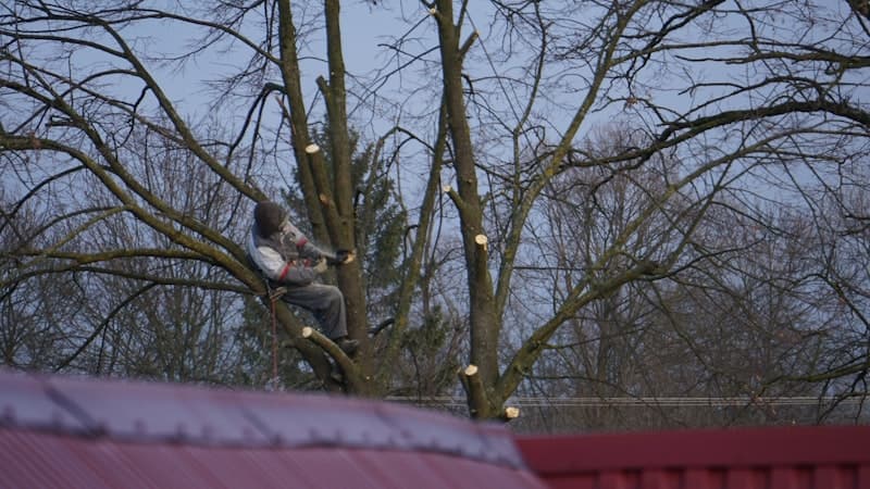 Tree Removal Costs in Minnesota