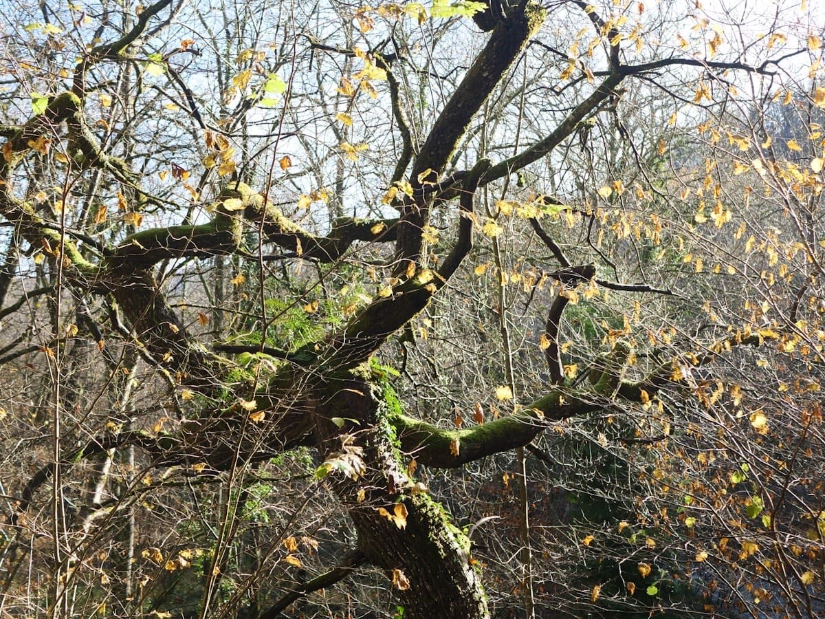 Why Tree Topping Is Harmful
