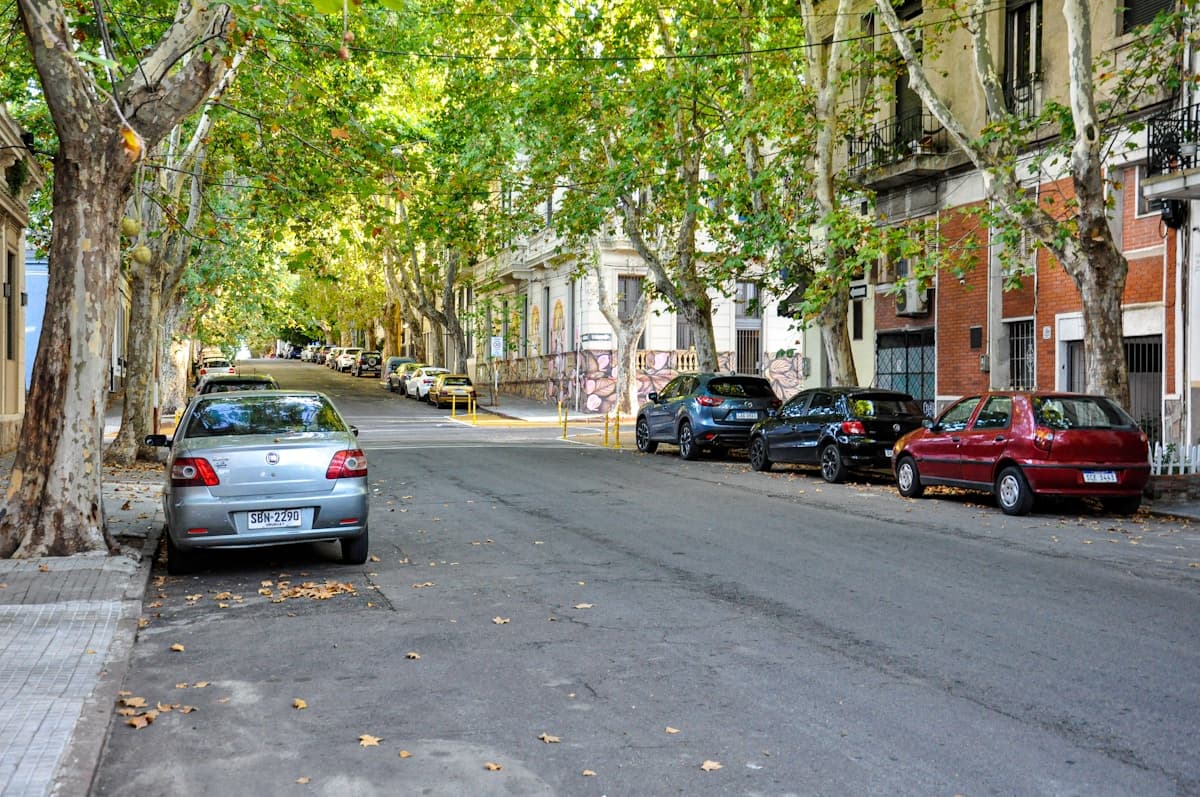 Tree Trimming in Minneapolis