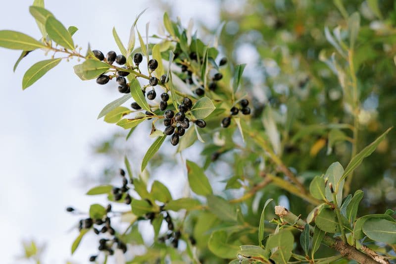 Buckthorn Removal