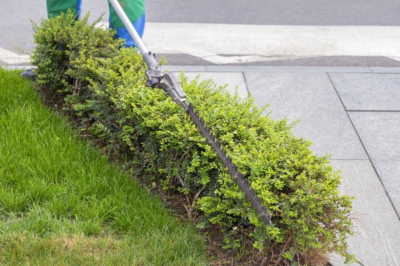 Shrub Maintenance