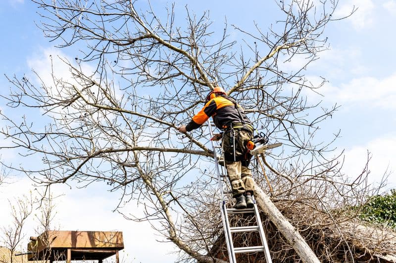 Tree Removal