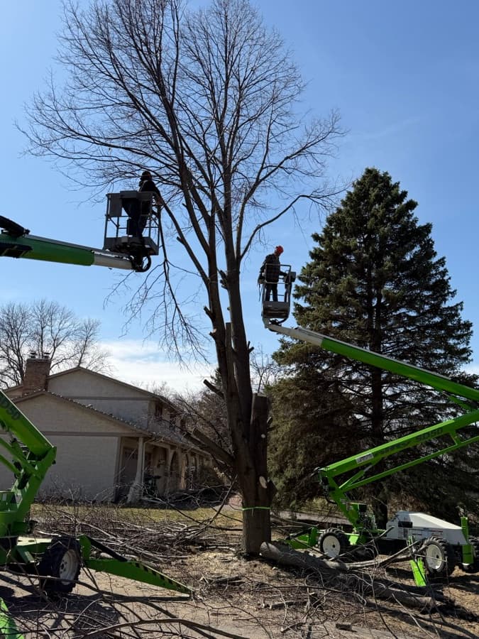 Holtz Tree Service team at work