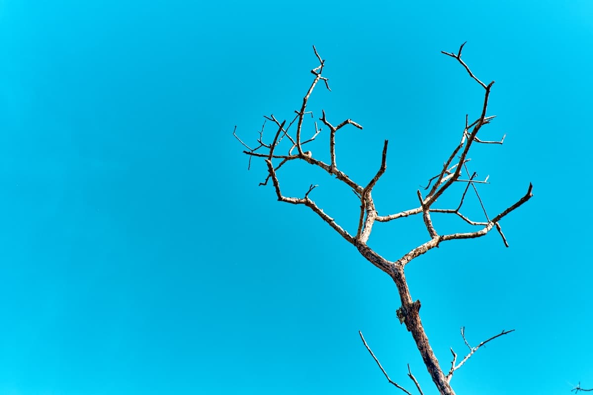 How to Tell If a Tree Is Dead or Dying