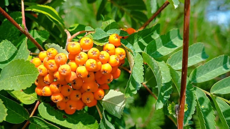 Remove Invasive Buckthorn