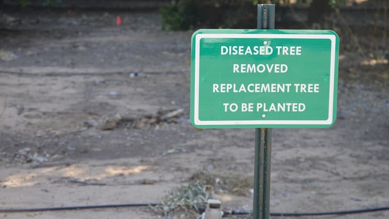 Signs Tree Removal Is Needed