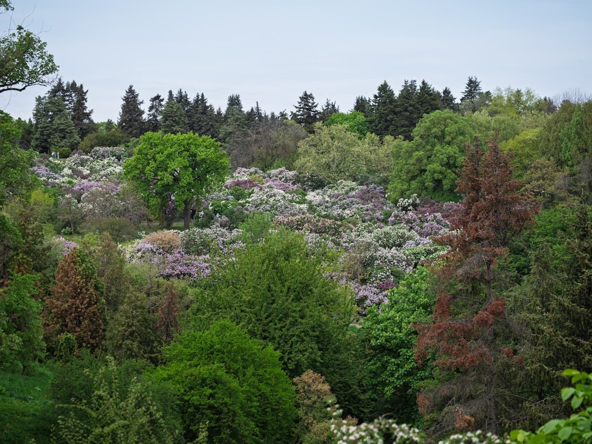 Spring Tree Care Checklist for Minnesota