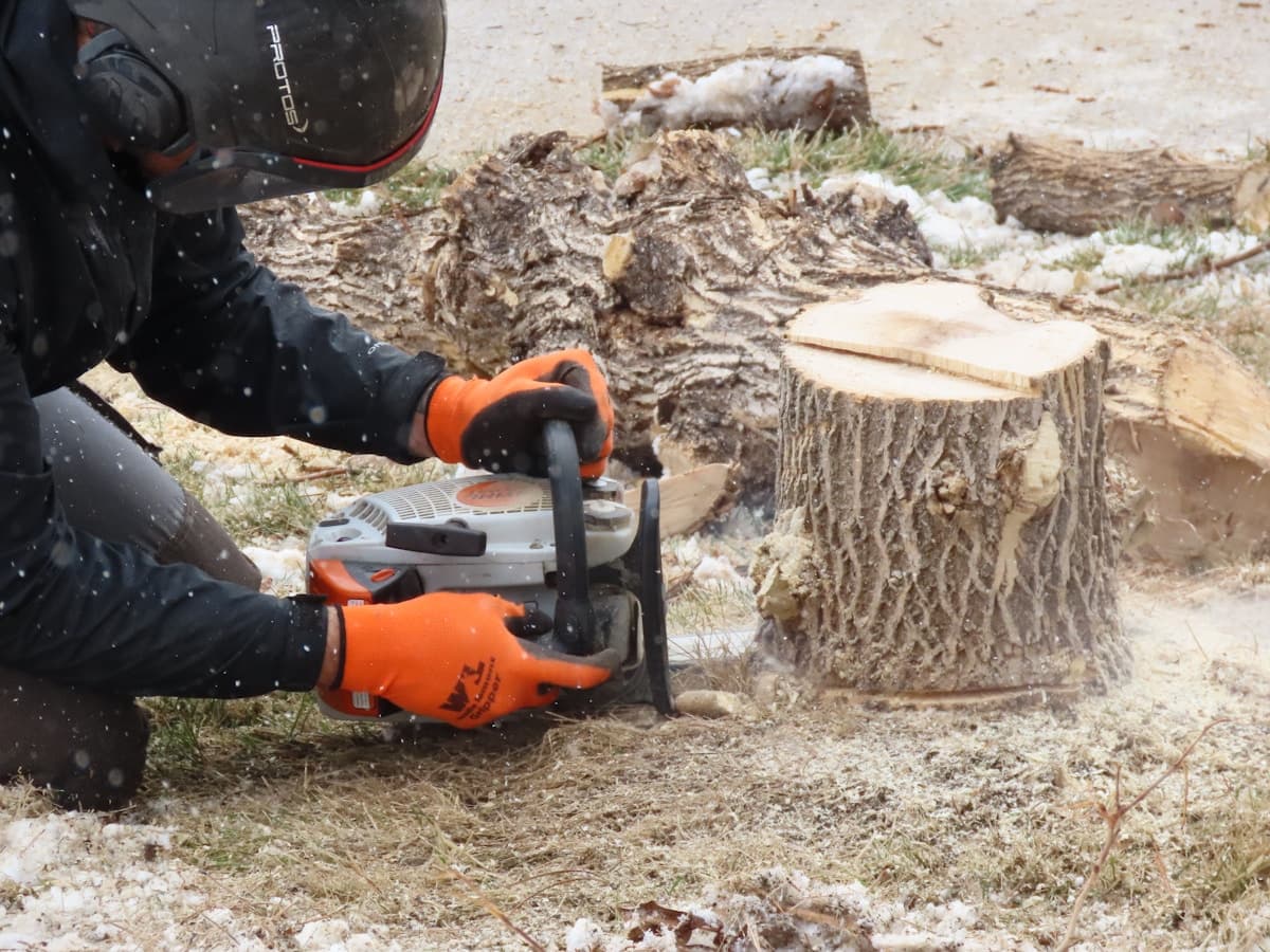 Stump Grinding: What to Expect