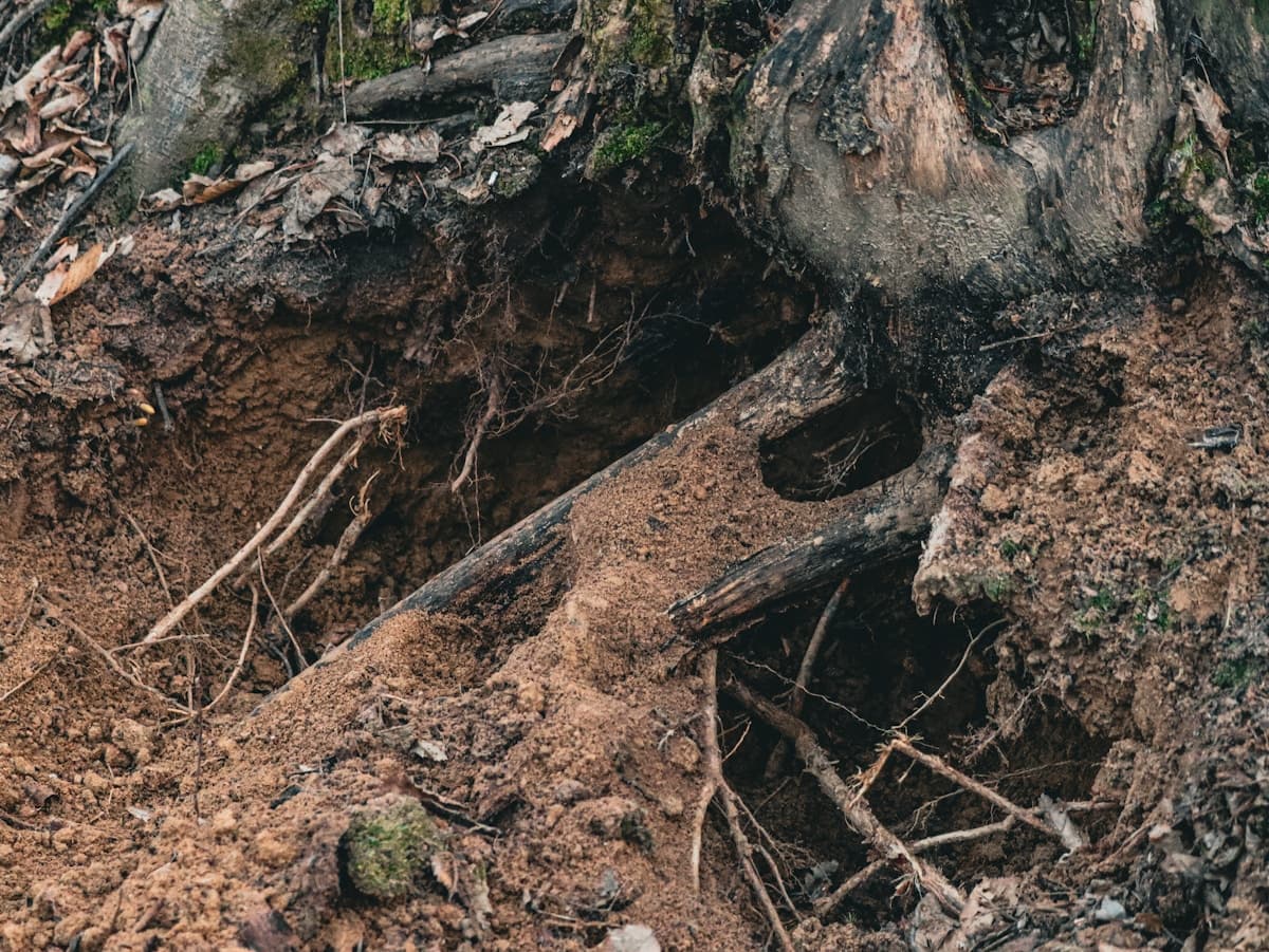 Can Tree Roots Damage Your Foundation?