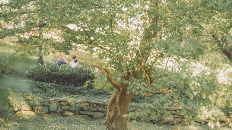 Oak Wilt Prevention & Pruning