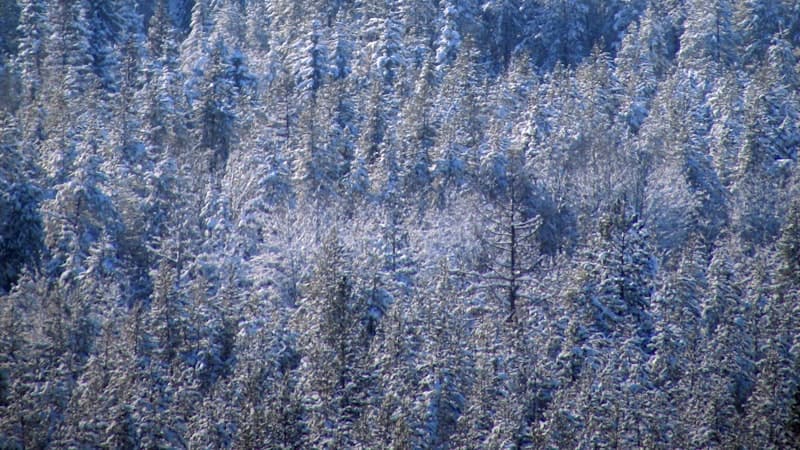 Winter Tree Care Tips