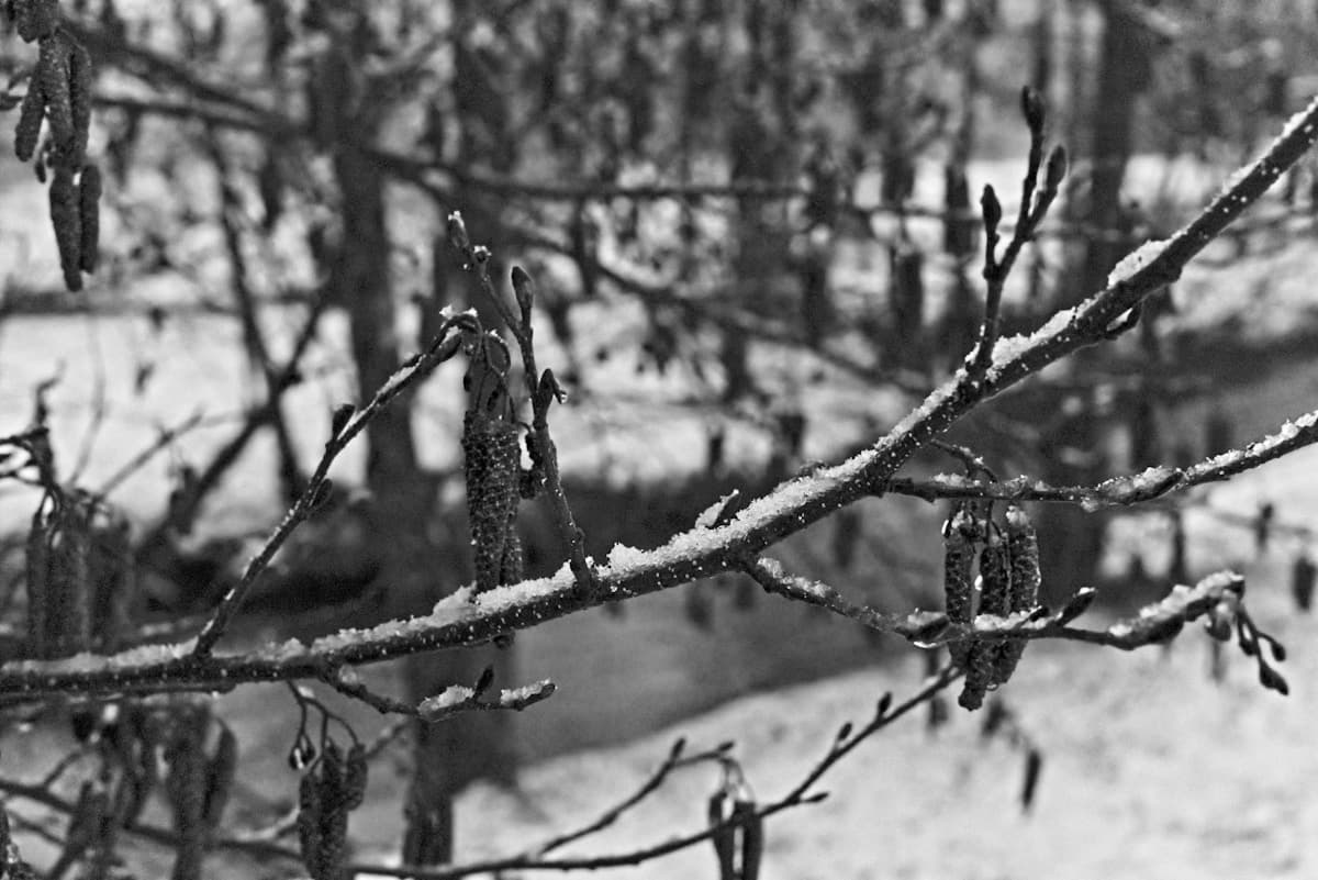The Worst Time to Prune Trees