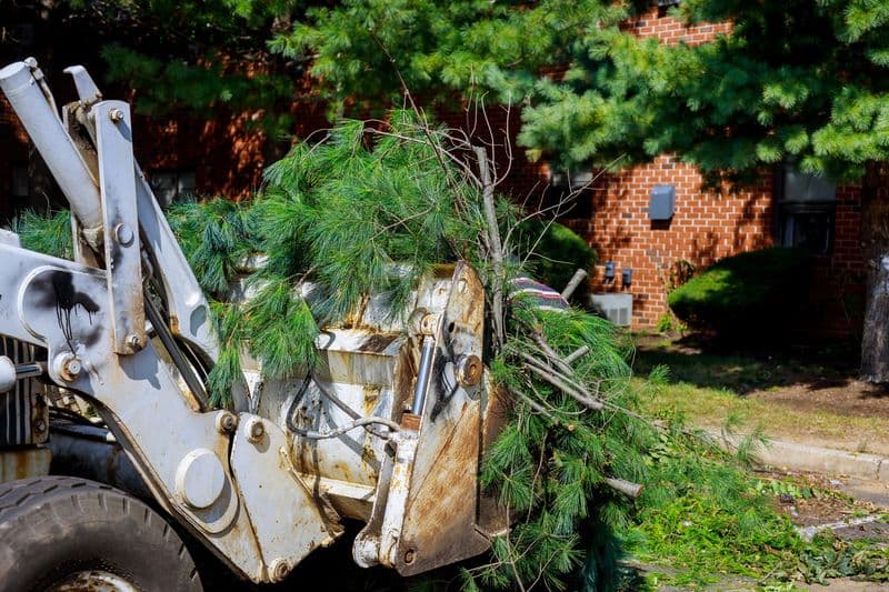 Emergency Tree Service