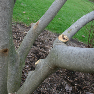 Tree and Shrub corrective pruning service - Twin Cities, MN