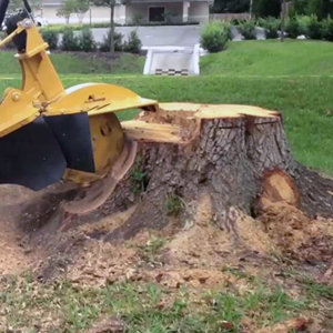 stump grinding, brush and Buckthorn removal service - MN