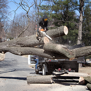 Tree removal and tree trimming services - MN